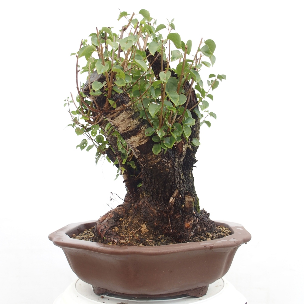 Bonsai na zewnątrz - Mahalebka - Prunus mahaleb