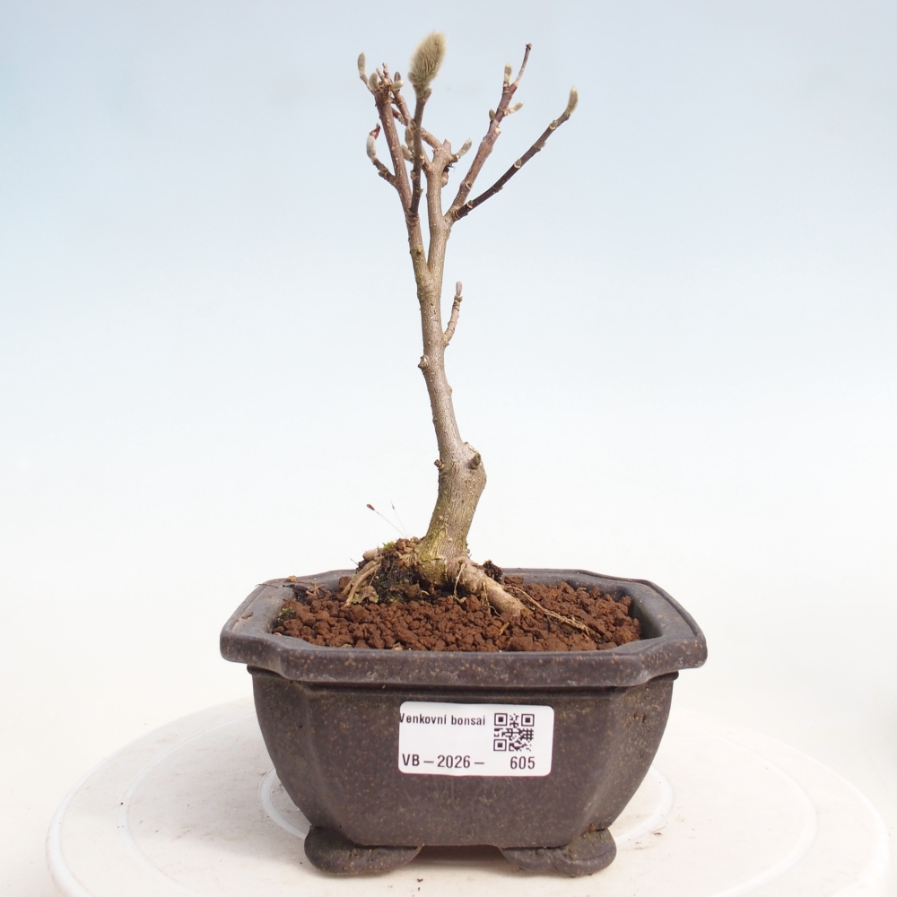 Bonsai na zewnątrz - Magnolia stellata