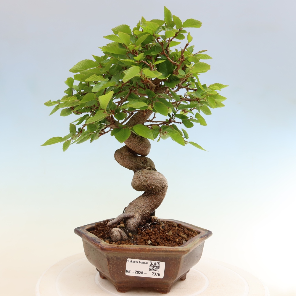Outdoor bonsai - Carpinus coreana - grab koreański