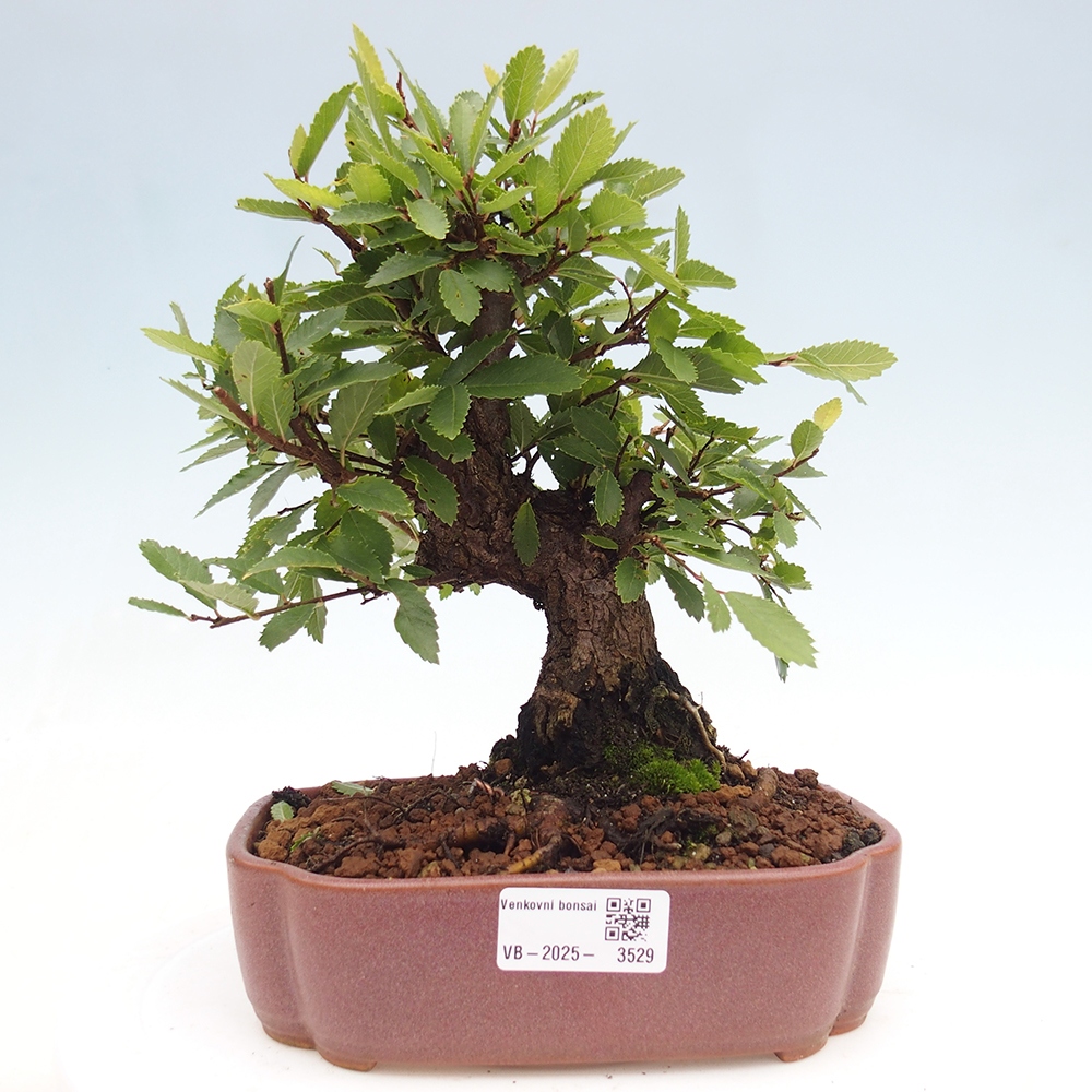 Bonsai na zewnątrz - Zelkova - Zelkova serrata