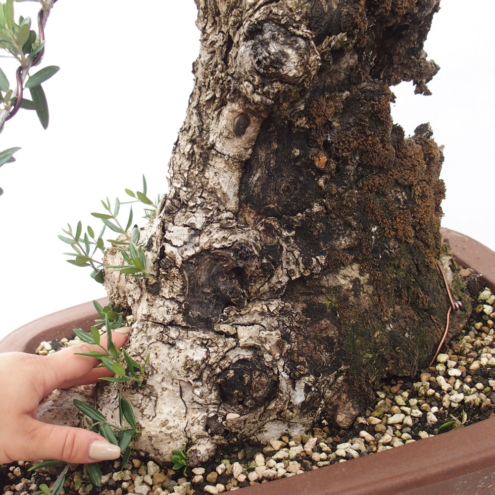 Kryte bonsai - Olea europaea sylvestris - Europejska oliwa z małych liści