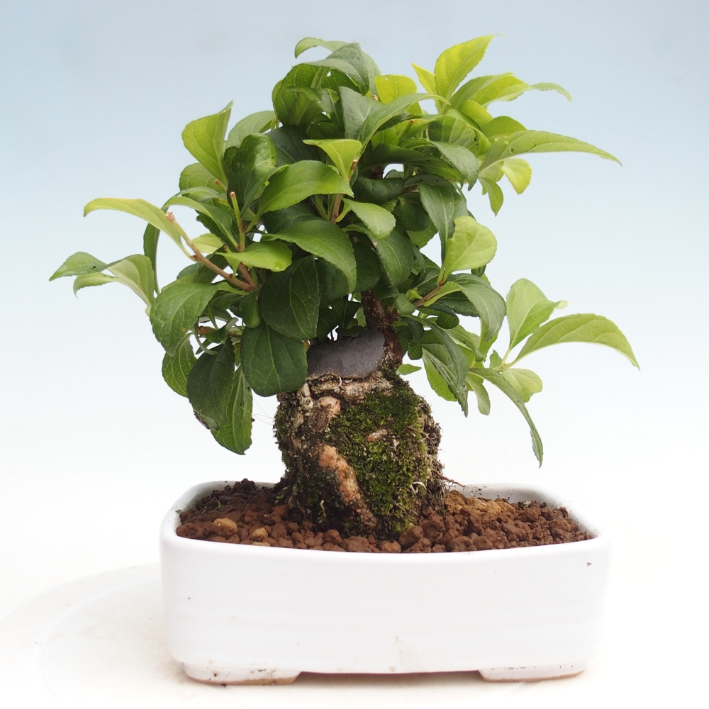 Bonsai na zewnątrz - Celastrus Jesenec