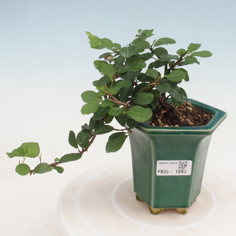 Kryty bonsai - Grewia occidentalis - Lawendowa gwiazda
