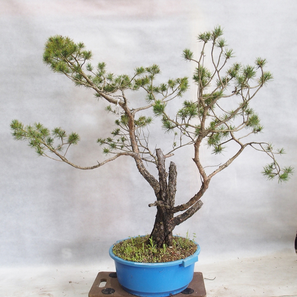 Yamadori - Pinus sylvestris 