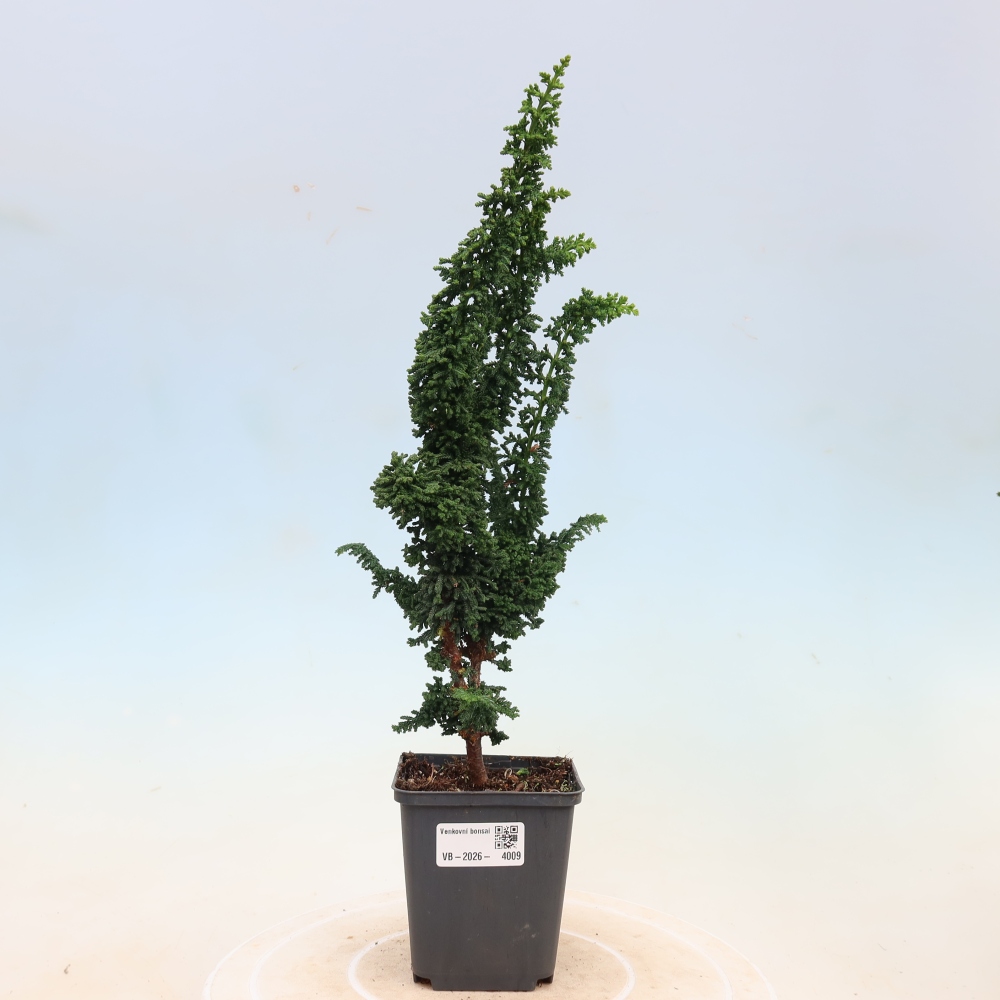 Bonsai zewnętrzne - Cham. obtusa SEKKA HINOKI - Cyprys