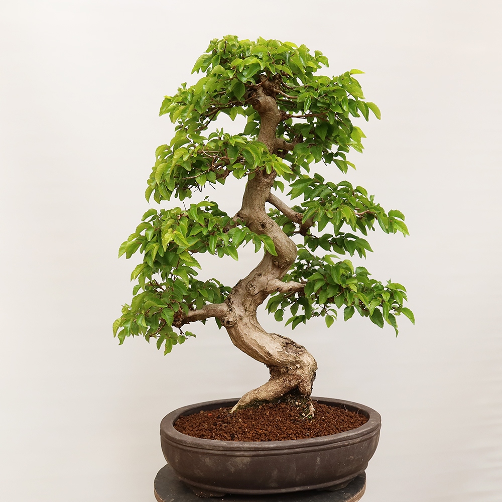 Bonsai plenerowe - Carpinus Coreana - grab koreański