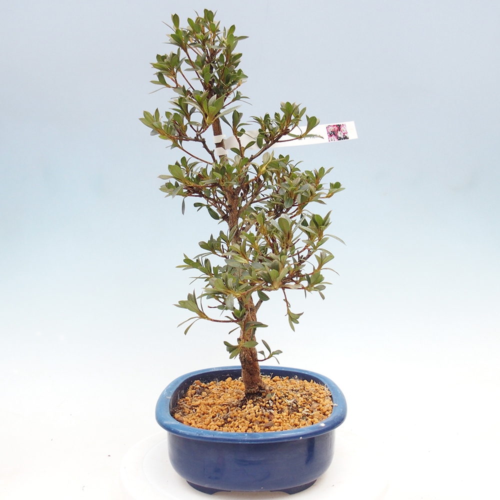 Bonsai zewnętrzne - Azalia japońska - Azalia Reiko