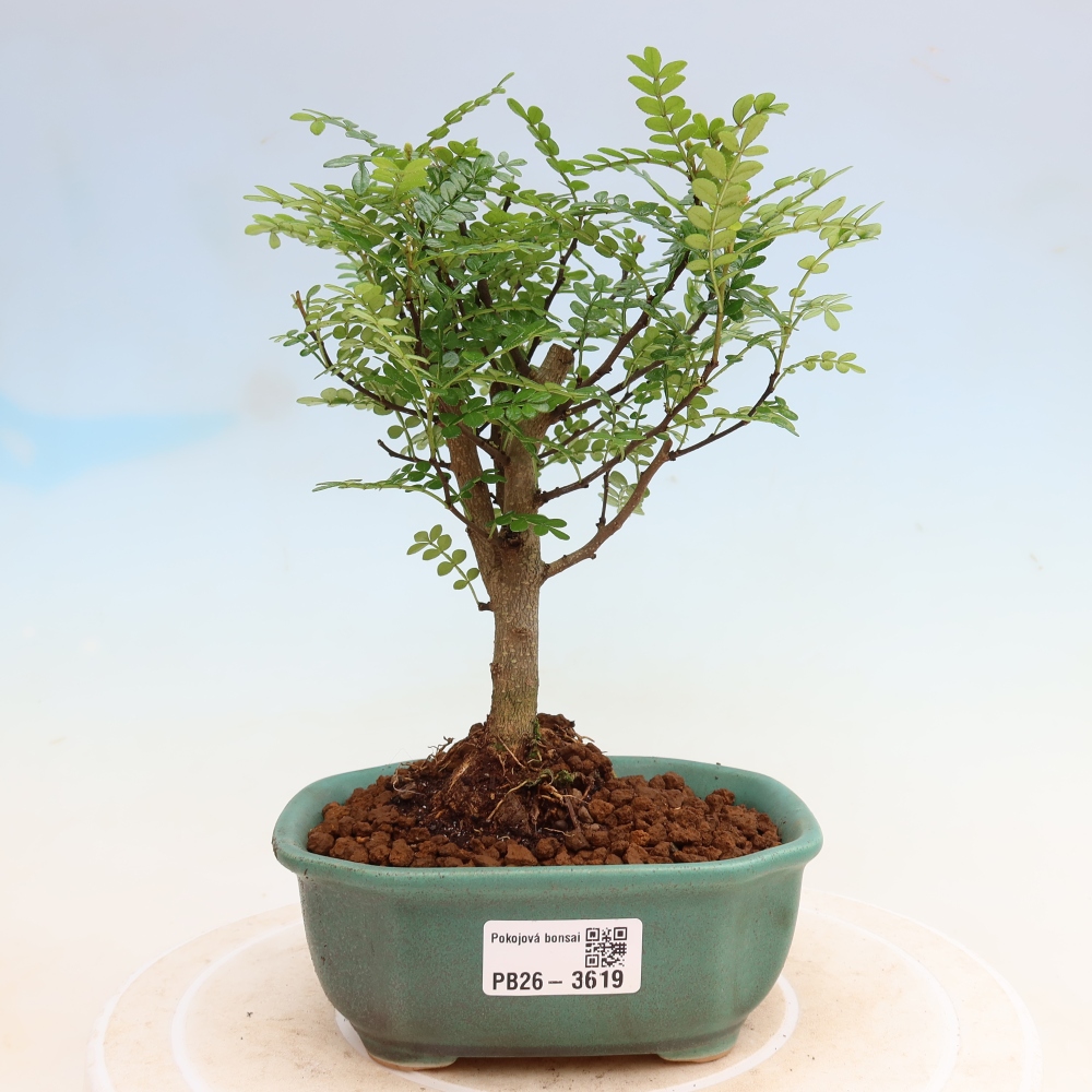 Pokój bonsai - Zantoxylum piperitum - drzewo pieprzowe