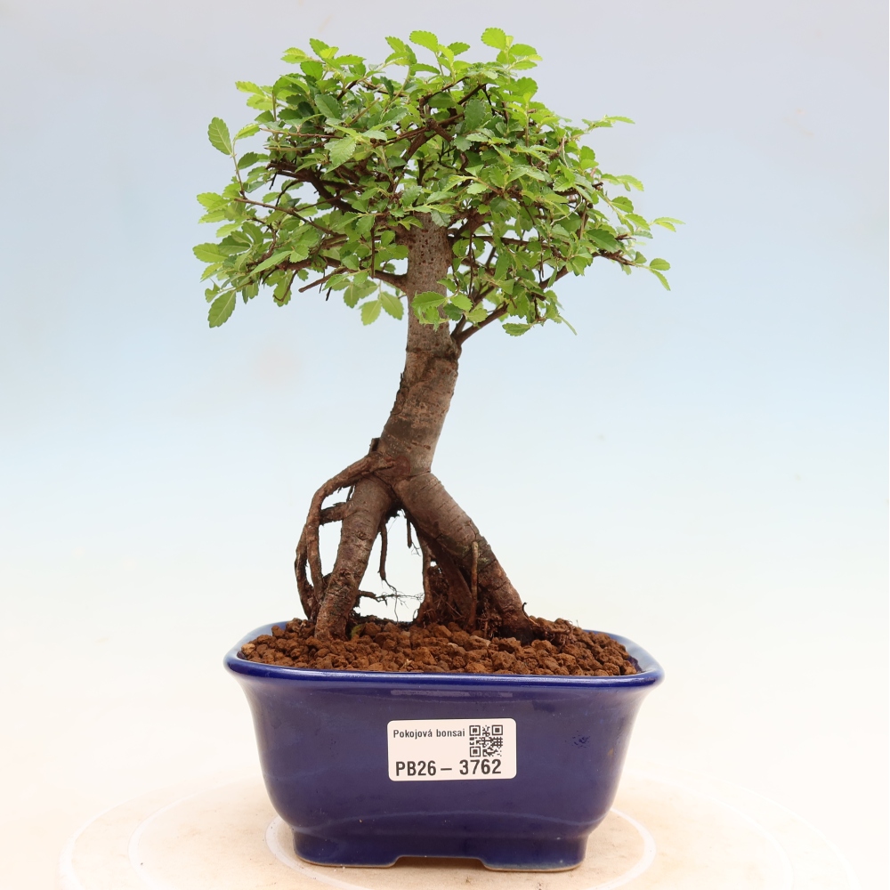 Pokój bonsai - Ulmus parvifolia - Wiąz drobnolistny