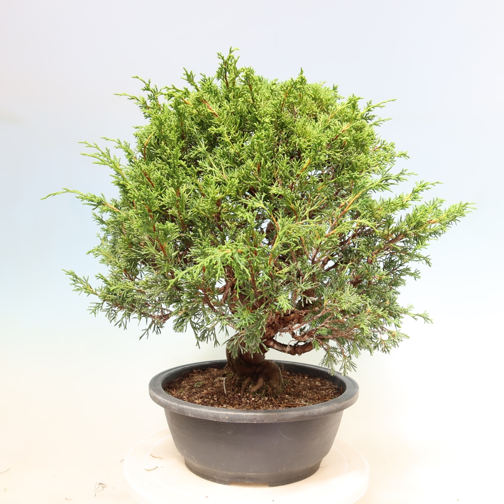Bonsai ogrodowe – Juniperus chinensis Itoigawa – jałowiec chiński