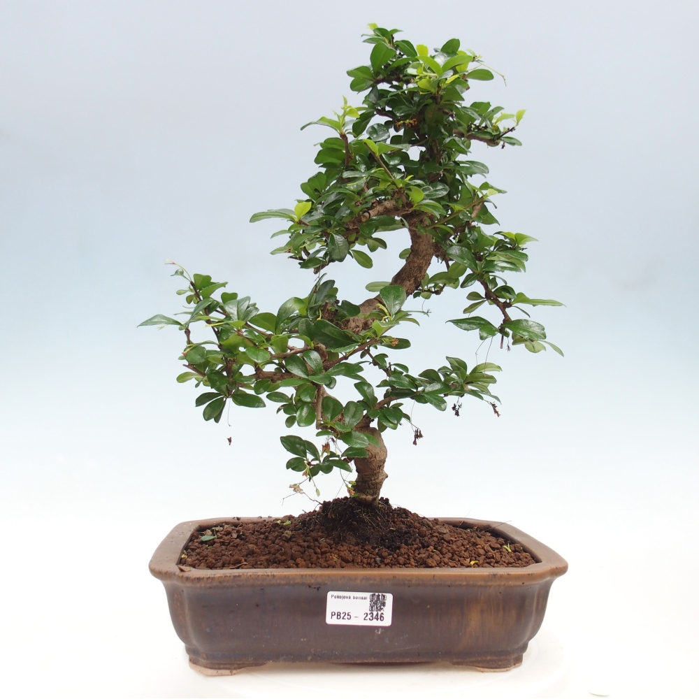 Pokój bonsai - Carmona macrophylla - Tea fuki