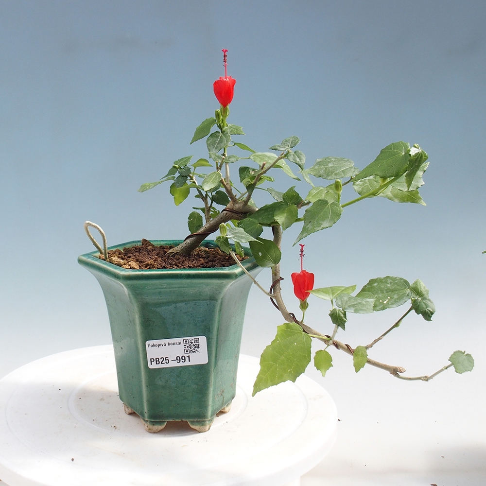 Kryte bonsai - Malvaviscus arboreus - hibiskus drzewny