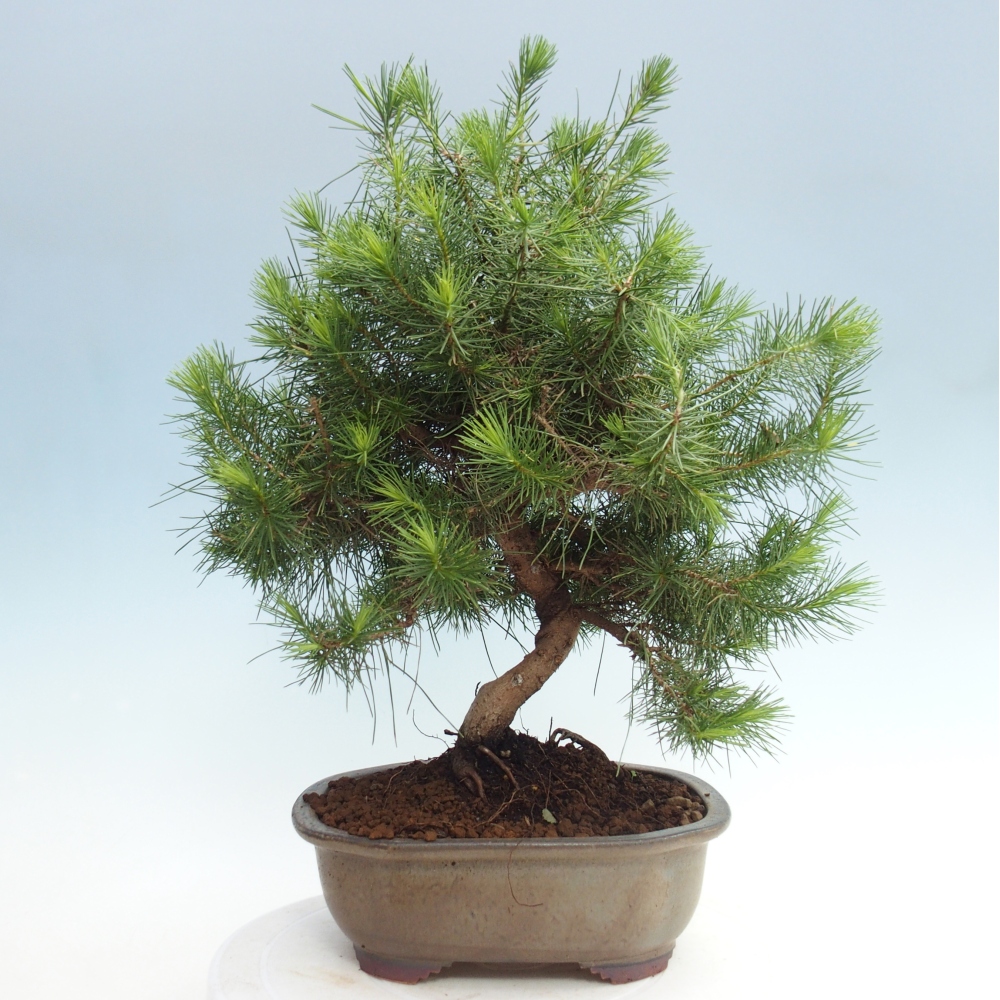 Pokój bonsai - Pinus halepensis - Sosna z Aleppo
