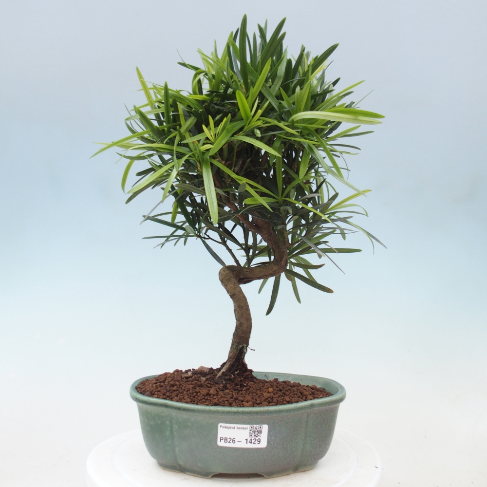 Pokój bonsai - Podocarpus - Kamienny cis