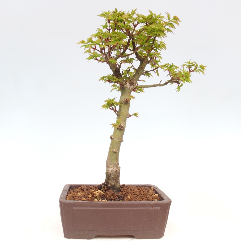 Outdoor bonsai - palma jaworowa Acer palmatum Shishigashira