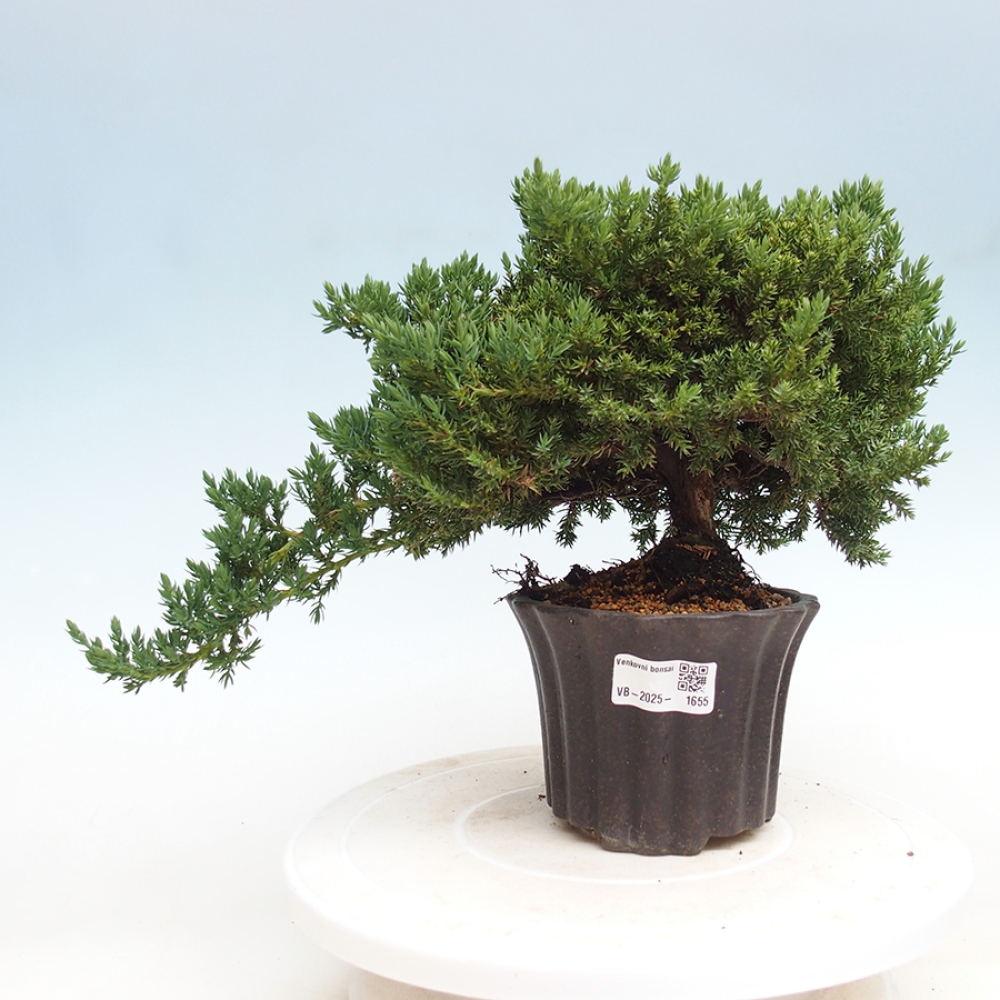 Plenerowe bonsai - Juniperus procumbens - Prostrate Juniper
