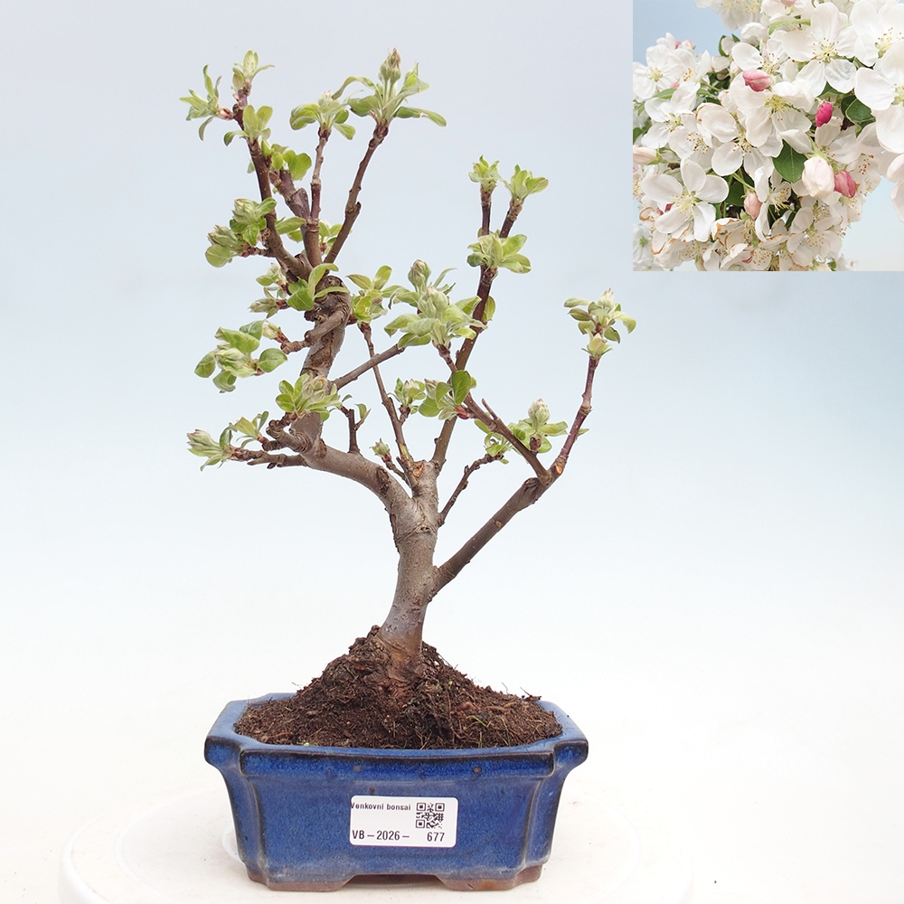 Outdoor bonsai - Malus halliana - Jabłoń drobnoowocowa