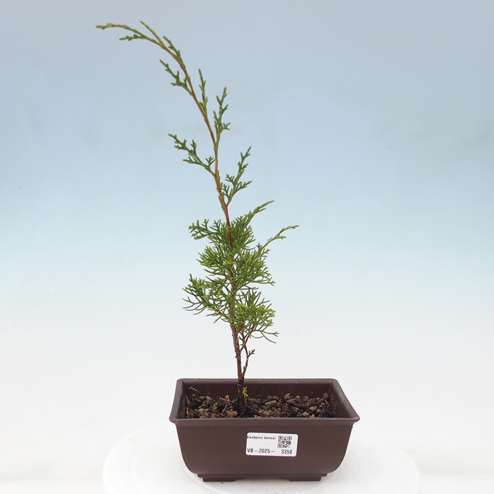 Outdoor bonsai - Juniperus chinensis Itoigawa - Jałowiec chiński