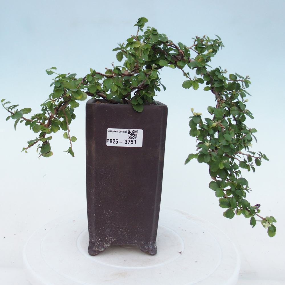 Pokój bonsai - Grewia sp. - Grewia malafolia