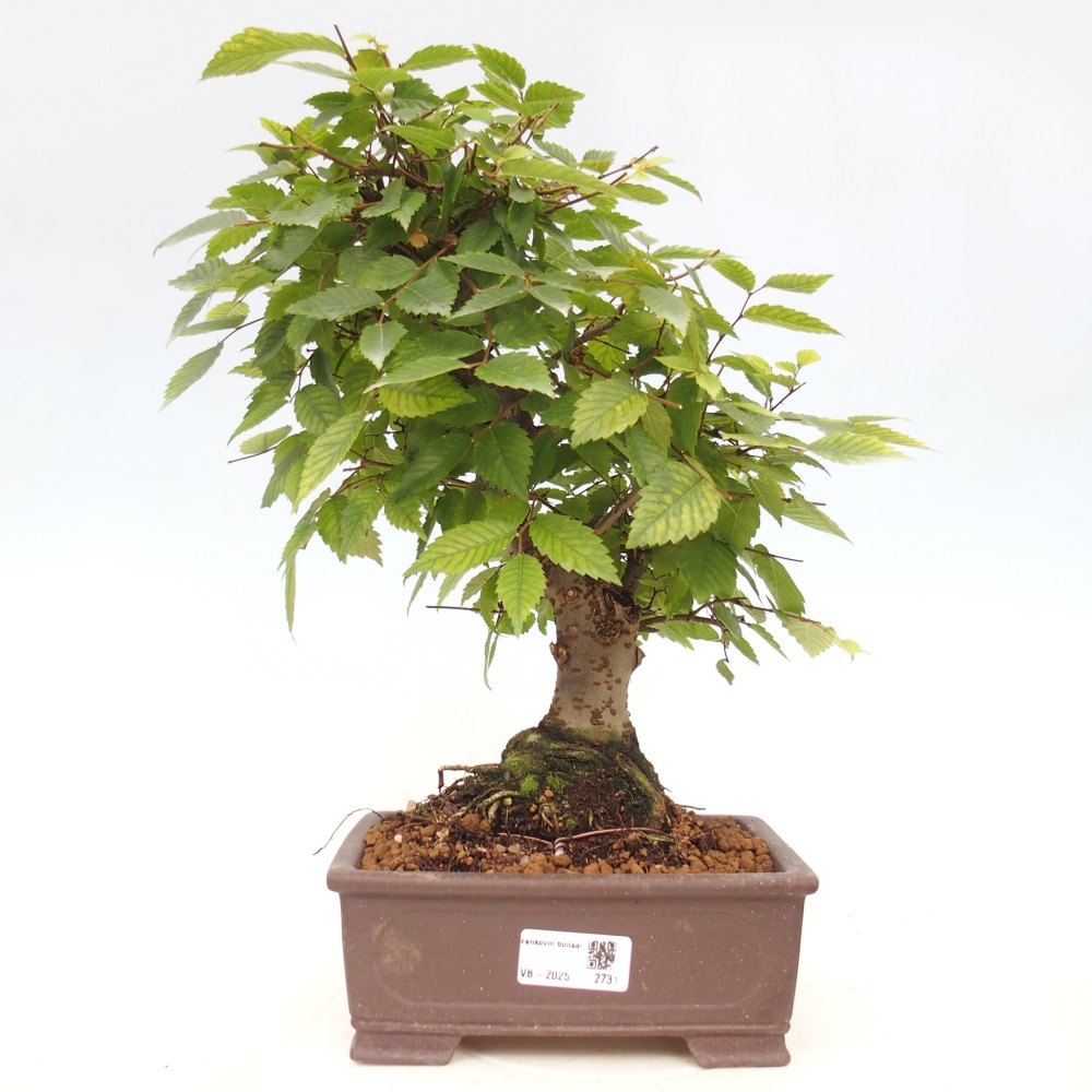 Bonsai na zewnątrz - Zelkova - Zelkova serrata