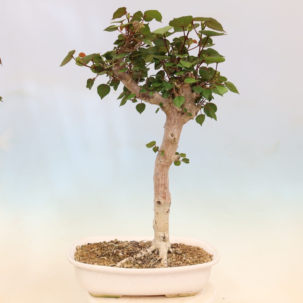 Bonsai domowe - Hibiscus tiliaceus - Hibiskus morski