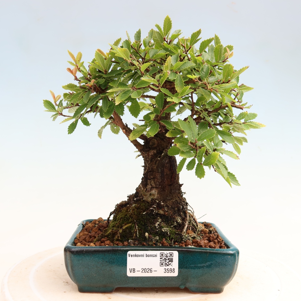 Bonsai zewnętrzne - Zelkova - Zelkova NIRE