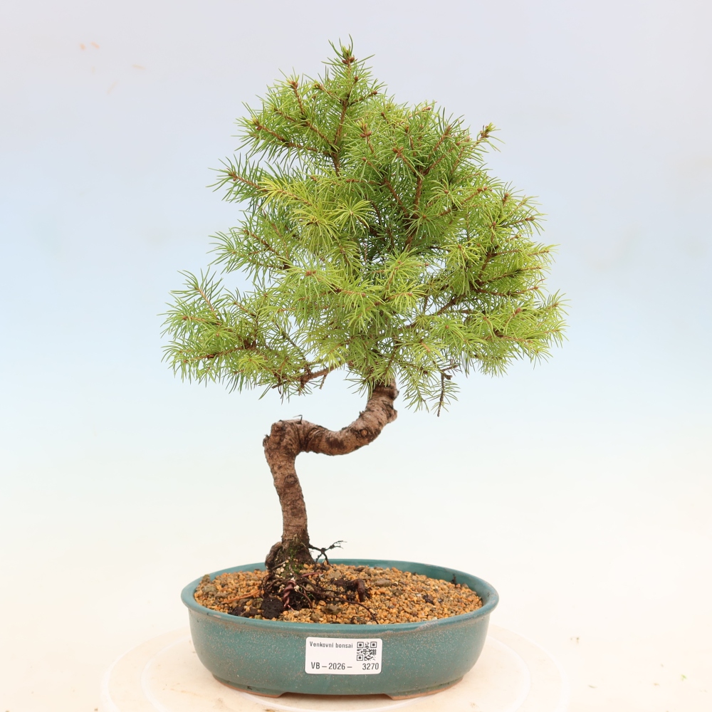 Outdoor bonsai - Świerk pospolity - Picea glauca globe