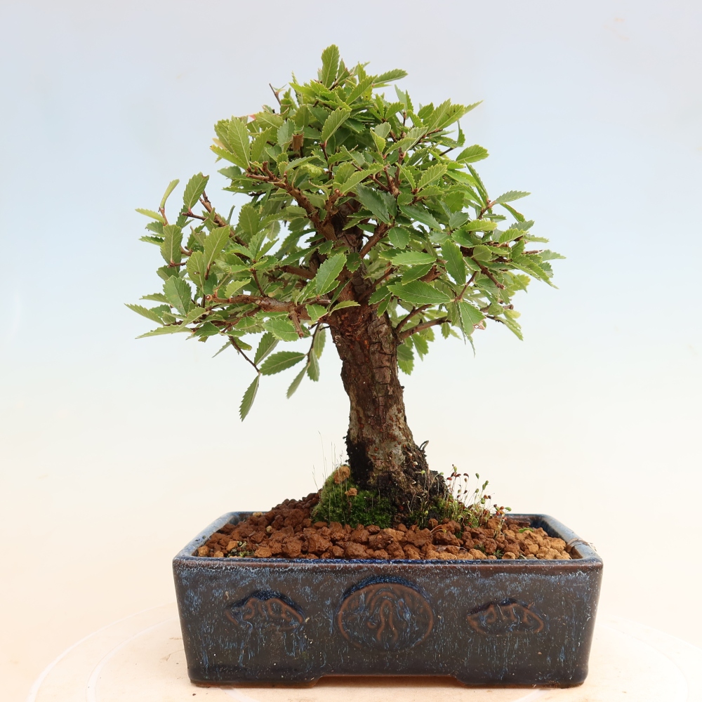 Bonsai zewnętrzne - Zelkova - Zelkova NIRE