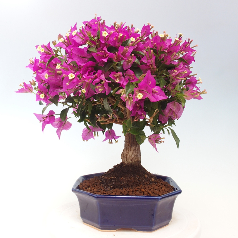 Bonsai do wnętrz - Bouganwilea