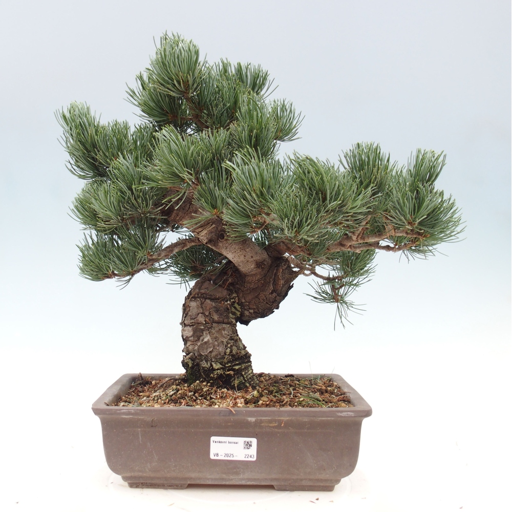 Outdoor bonsai - Pinus parviflora - Mała sosna