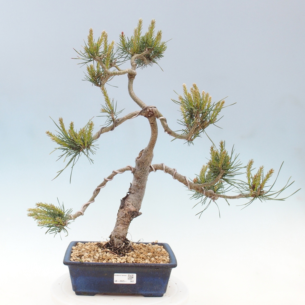 Outdoor bonsai - Pinus Sylvestris - sosna zwyczajna