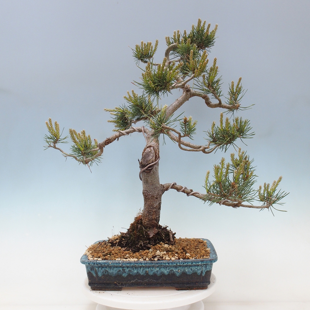 Outdoor bonsai - Pinus Sylvestris - sosna zwyczajna