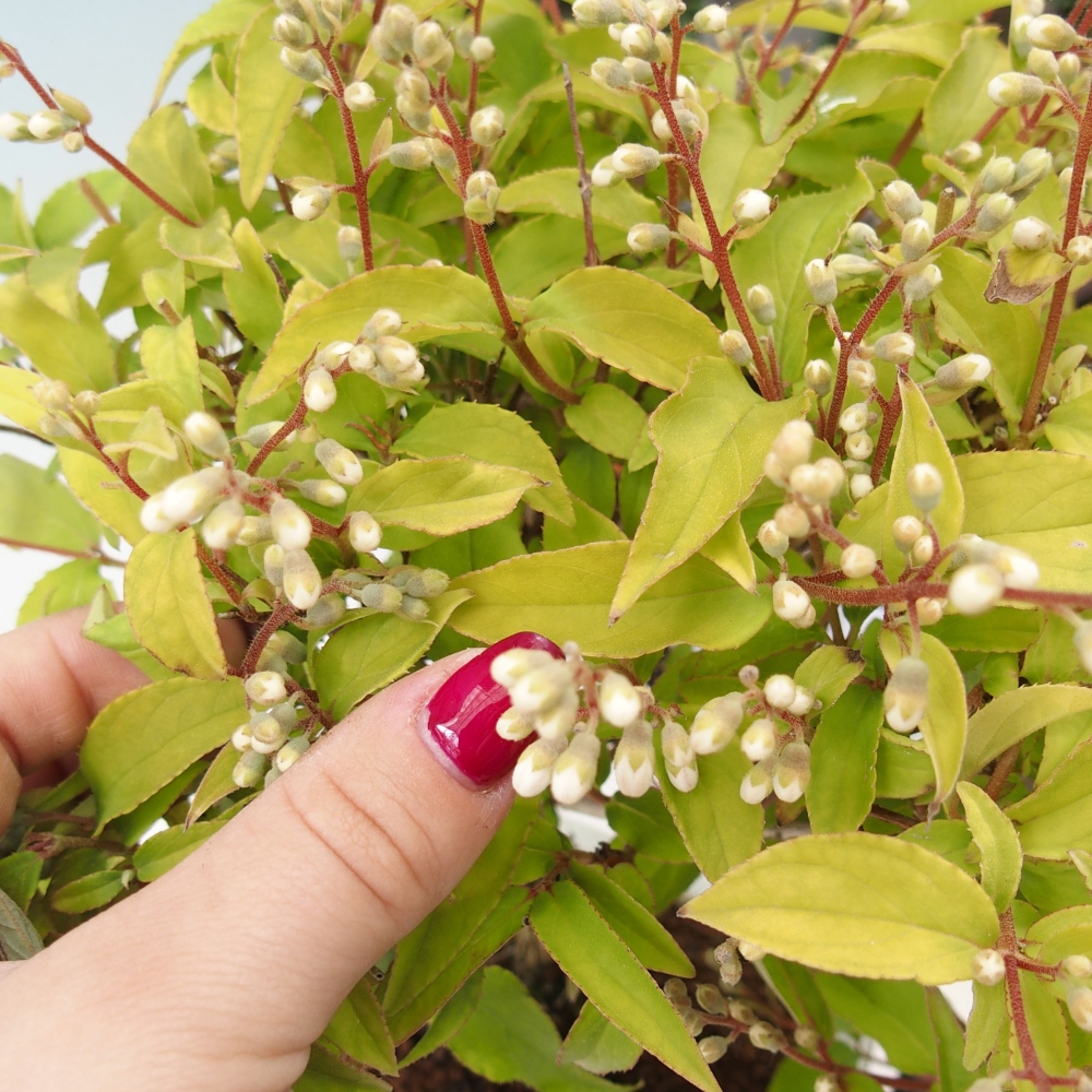 Bonsai zewnętrzne - Deutzia scabra Candidissima - Trojpuk