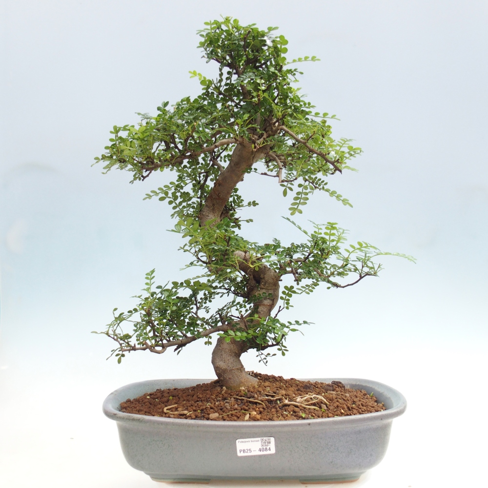 Pokój bonsai - Zantoxylum piperitum - drzewo pieprzowe