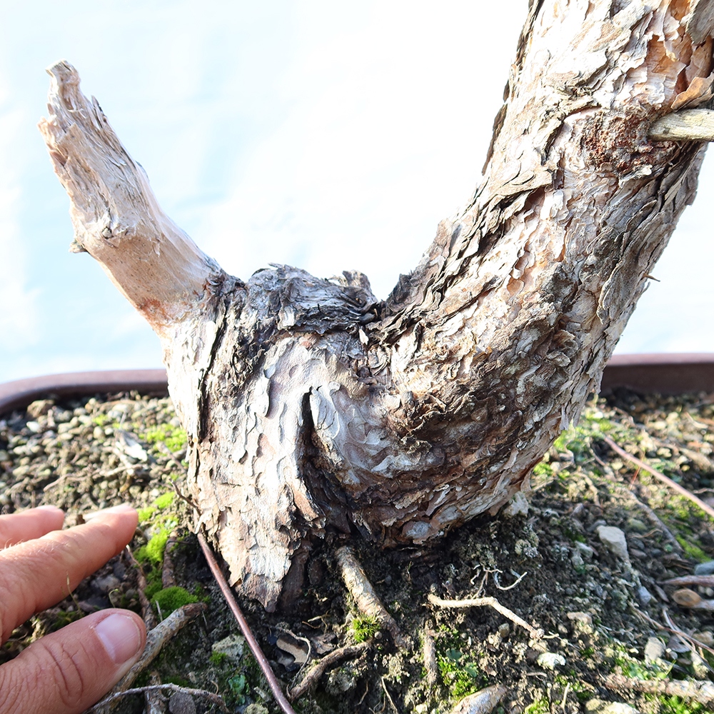 Pinus sylvestris Hiszpania – sosna zwyczajna