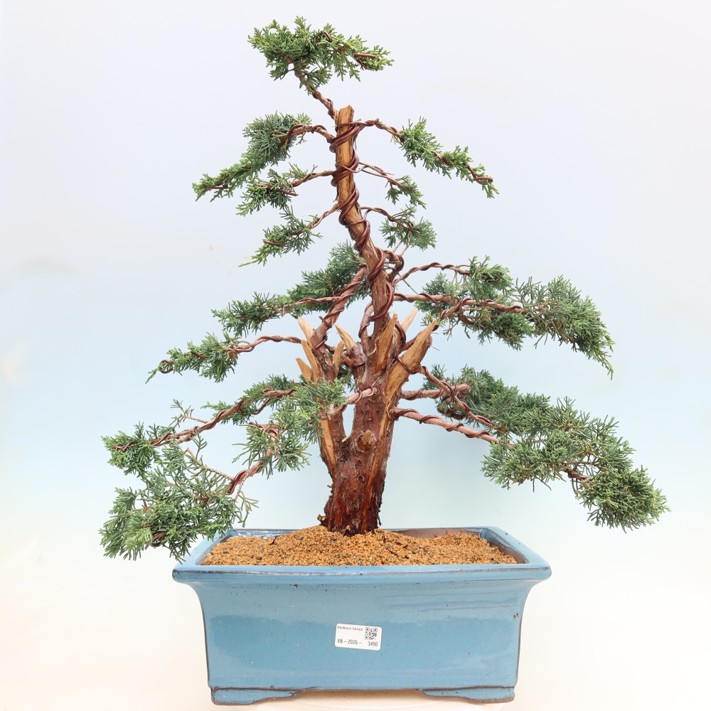 Outdoor bonsai - Juniperus chinensis Kishu