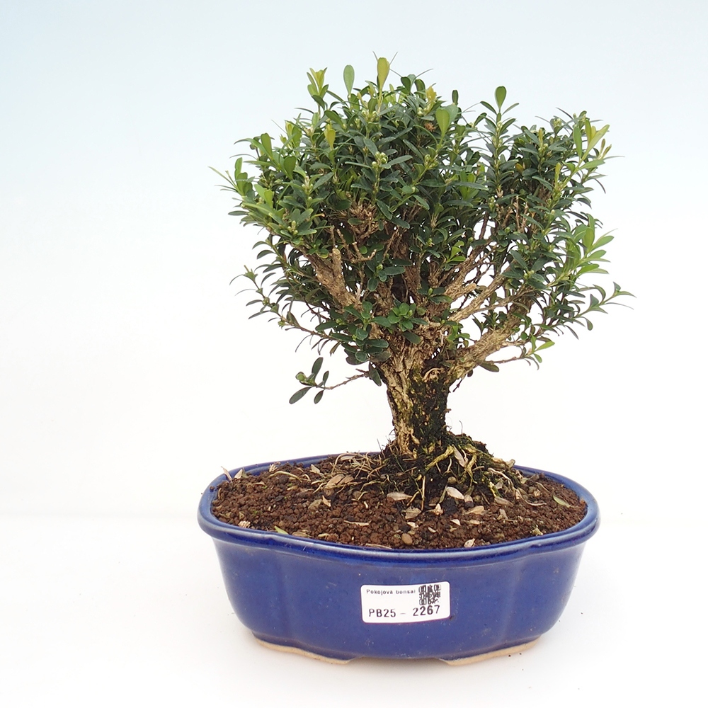 Bonsai pokojowe - Buxus harlandii - buxus korkowy