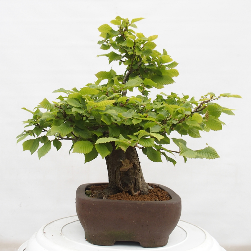 Bonsai zewnętrzne - Grab - Carpinus betulus