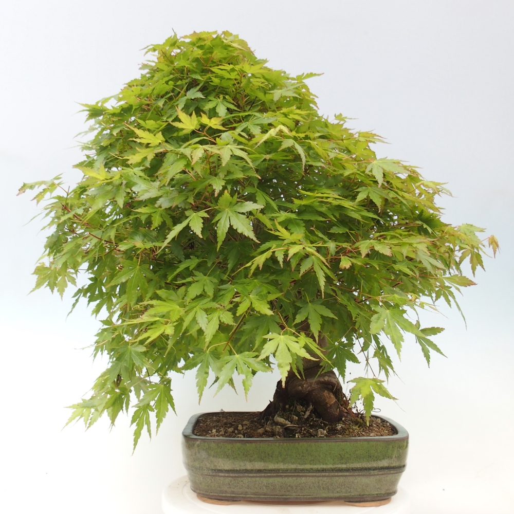 Bonsai zewnętrzne - Acer palmatum - TYLKO przygotowanie palety