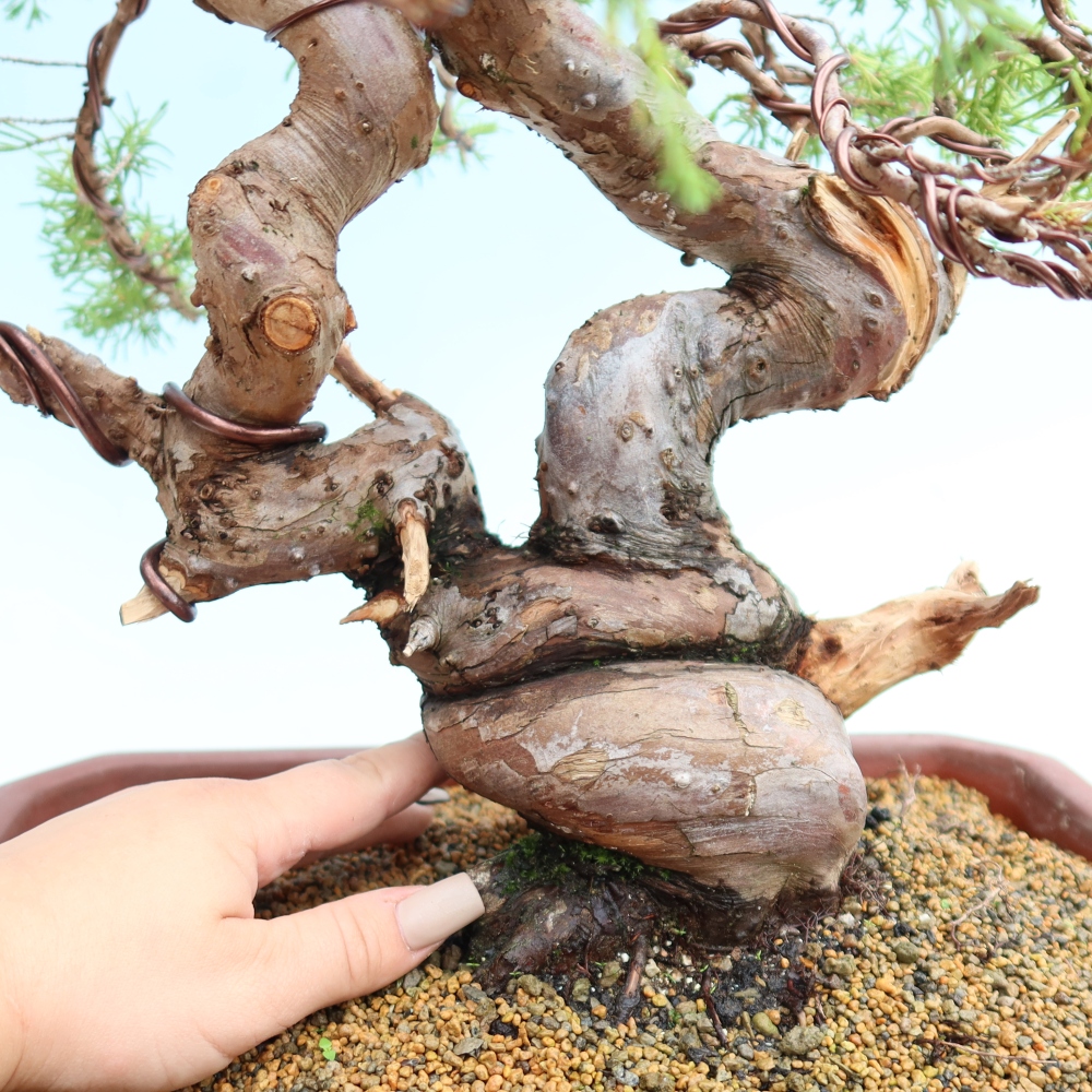 Bonsai ogrodowe – Juniperus chinensis Itoigawa – jałowiec chiński