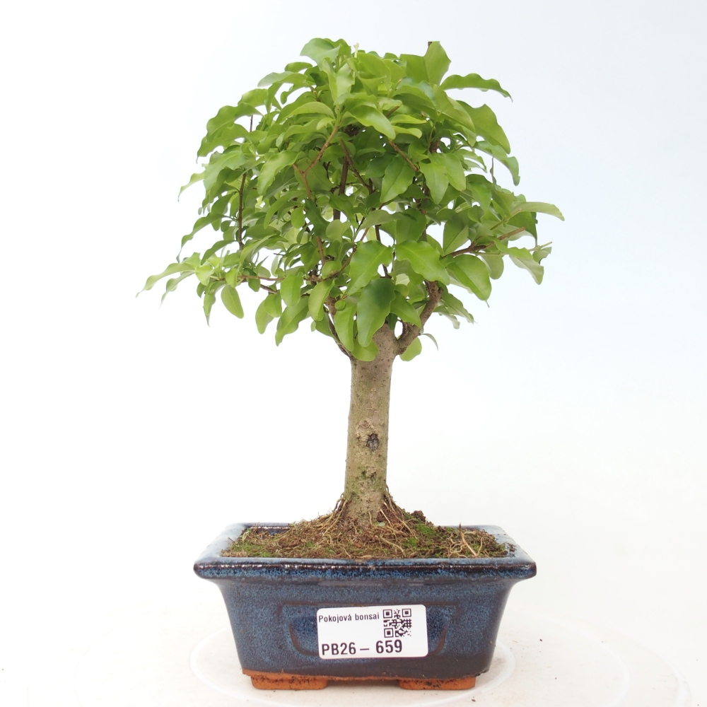 Pokój bonsai - Ligustrum chinensis - Dziób ptaka