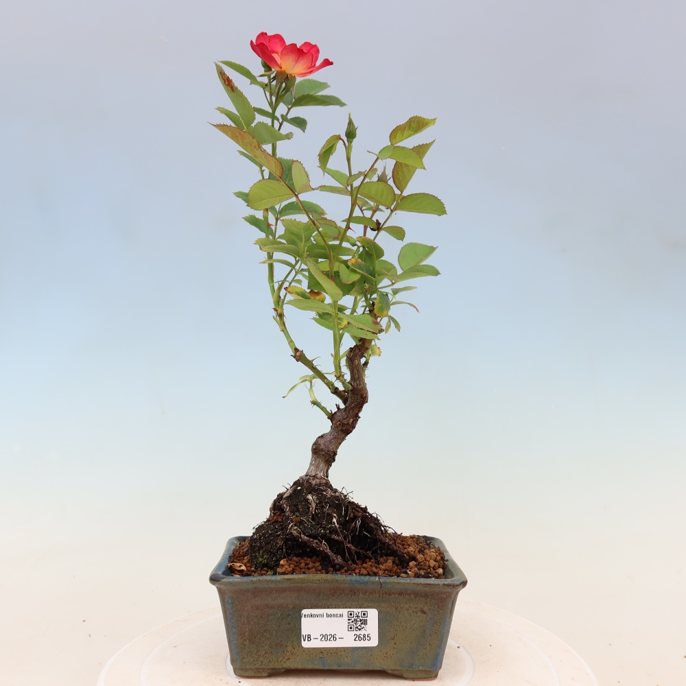 Bonsai ogrodowe – Rosa Kordes – róża