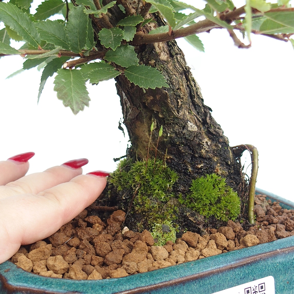 Bonsai zewnętrzne - Zelkova - Zelkova NIRE