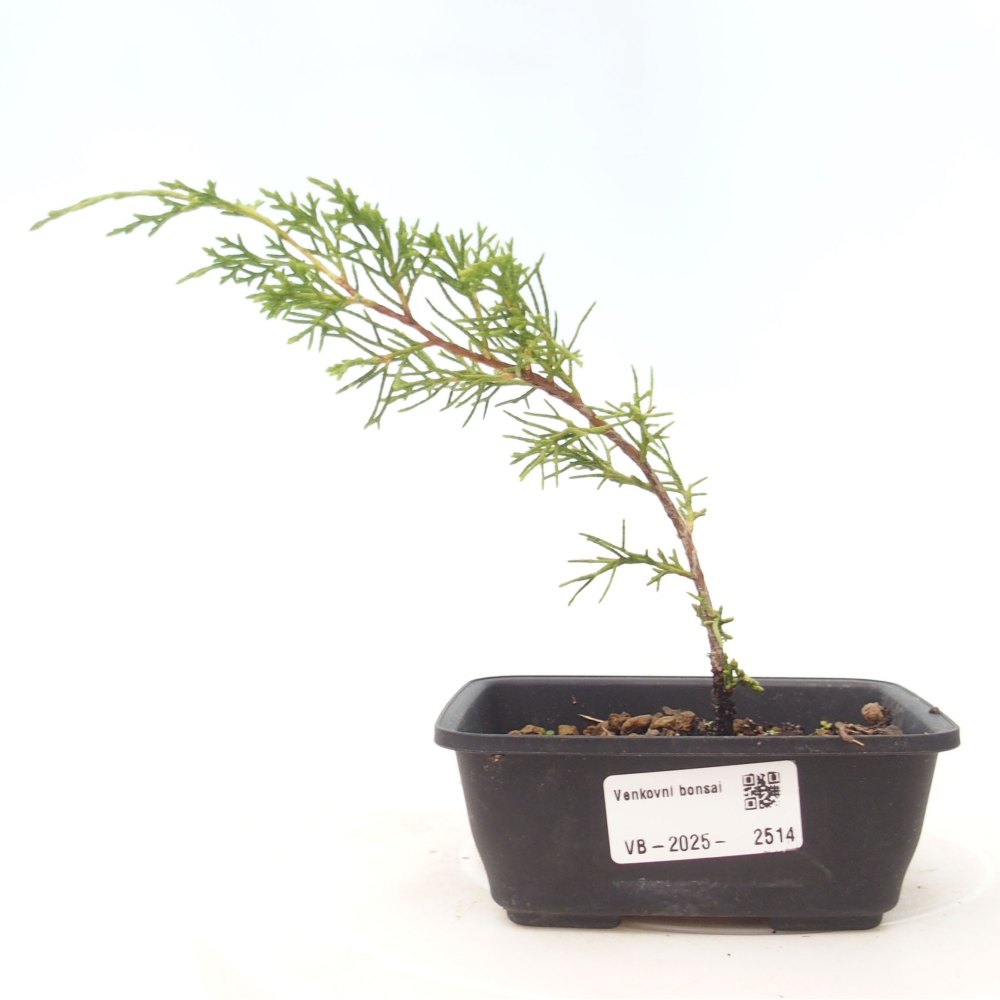 Outdoor bonsai - Juniperus chinensis Itoigawa - Jałowiec chiński