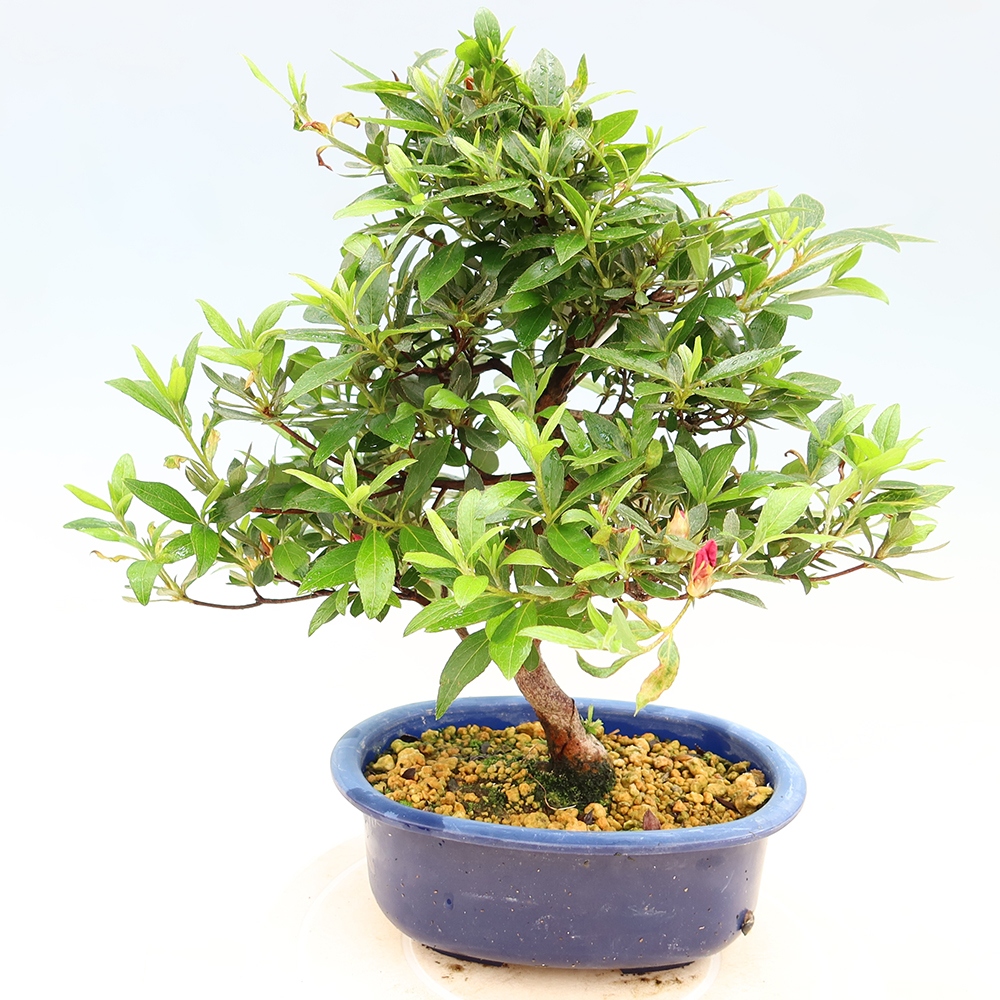 Outdoor bonsai - Azalia japońska - Azalia Yoko