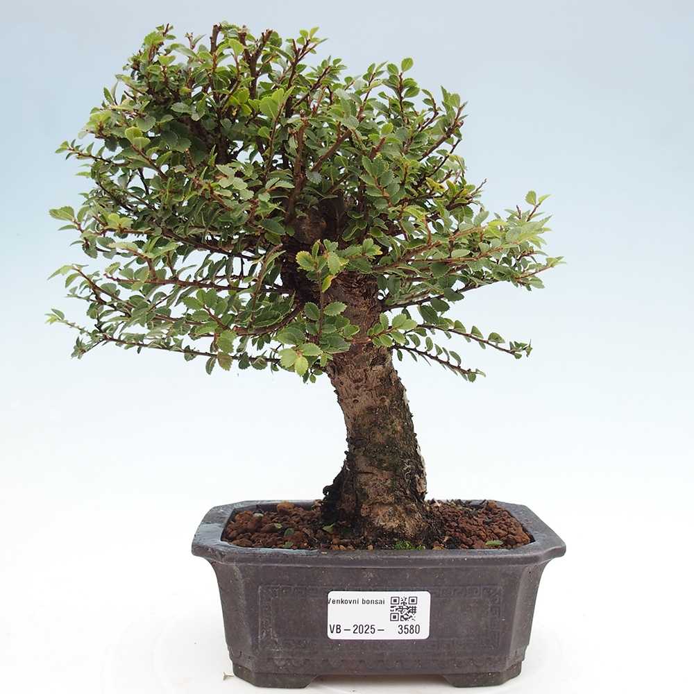 Bonsai zewnętrzne - Ulmus parvifolia Hokkaido - wiąz chiński