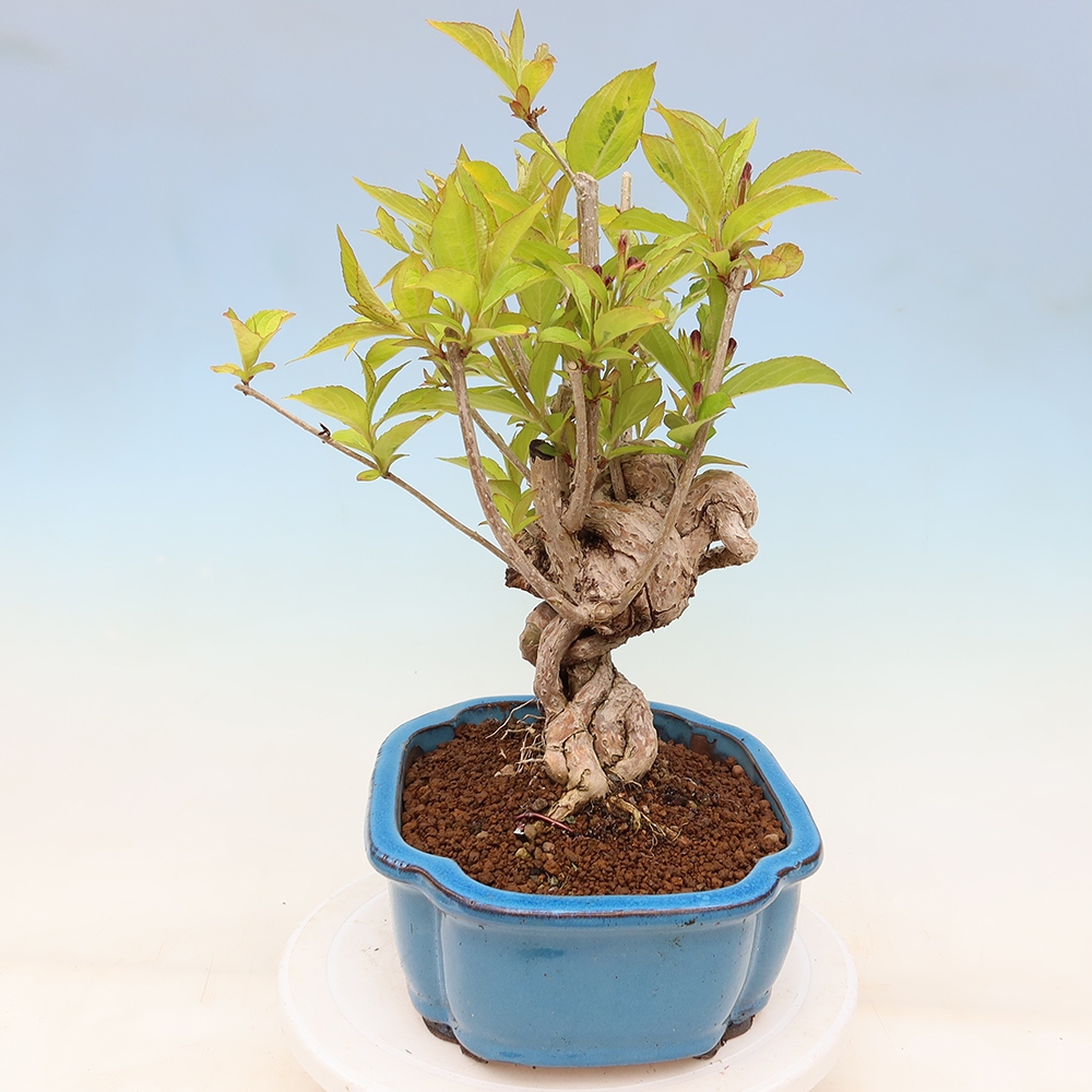 Bonsai ogrodowe – Weigela subsessilis – Weigela koreańska