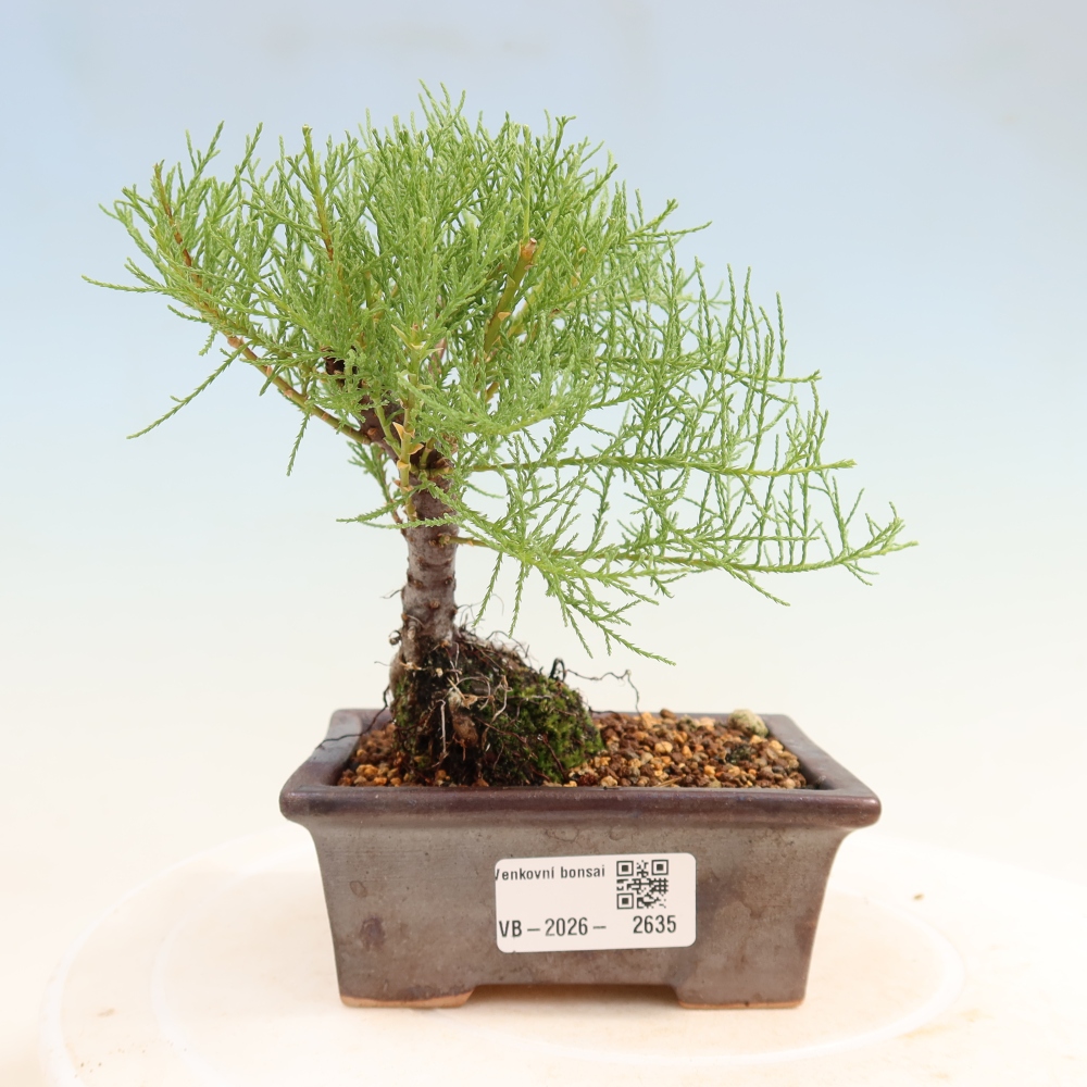 Bonsai ogrodowe – Tamaryszek – Tamarix