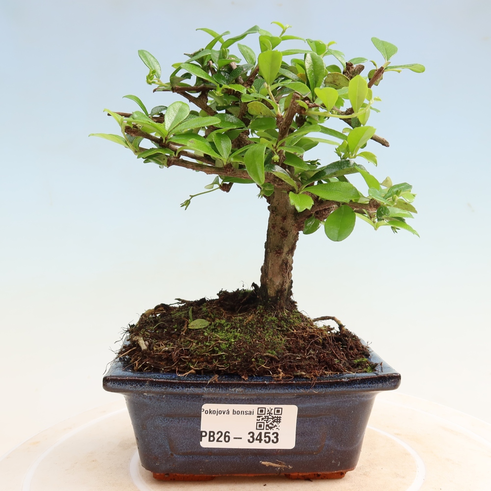 Bonsai pokojowe - Carmona macrophylla - Tea fuki