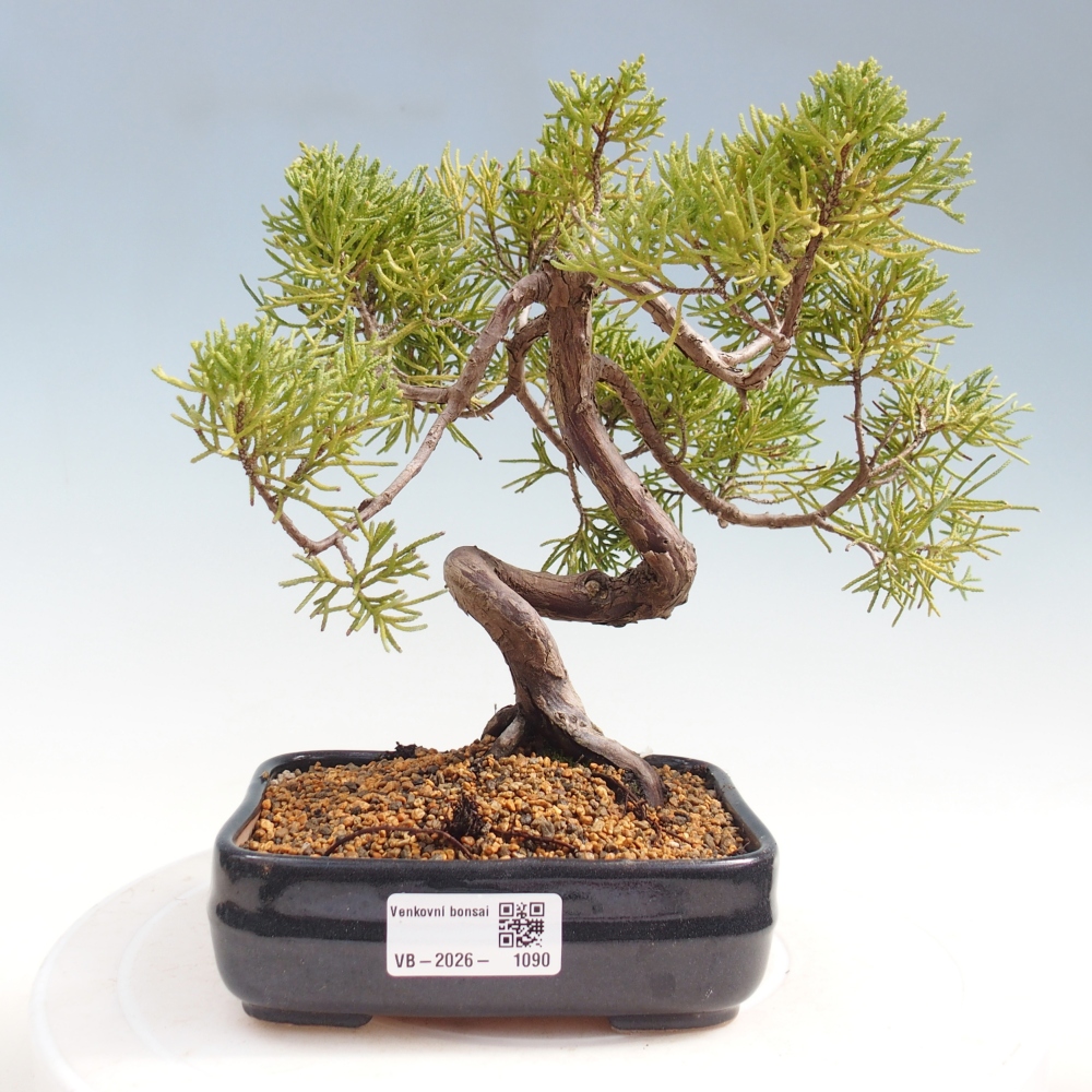 Outdoor bonsai - Juniperus chinensis Kishu
